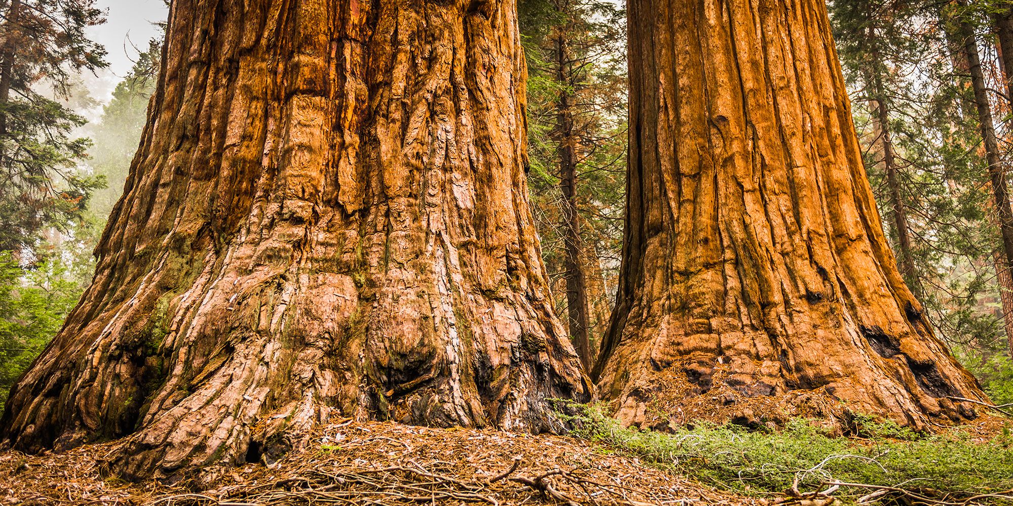 Sequoias Redwood