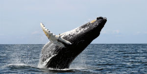 Boston - Croisière d'observation des baleines