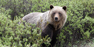 Banff - A la découverte des grizzlys