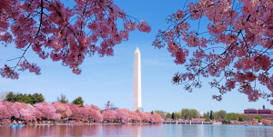 Etats-Unis - Cherry Blossoms, Wines &amp; Mountains