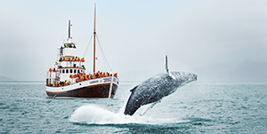 IJsland - Whale Watching
