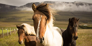 IJsland - Horseback Lava Tour
